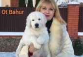 Цуценята золотистого ретрівера Ot Bahur