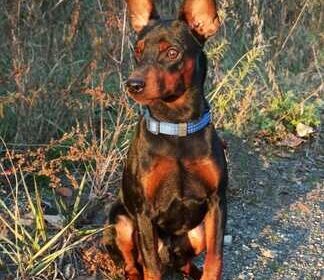 kiev-cvergpincherdoberman__dokumenti_ksuFCI_4030774