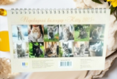 Календар Будиночок на спіралі на 2025 рік Kitty |Коти