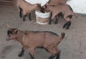 Козлята, коза, козёл на племя. Породы: зааненские, ламанча, альпийские