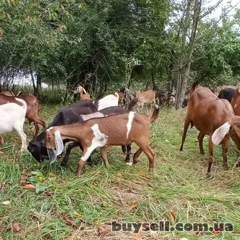 Козлята, коза, козёл на племя. Породы: зааненские, ламанча, альпийские