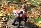 Красная Панда игрушка валяная из шерсти интерьерная подарок сувенир