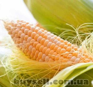 kukurudza_db_hotin_4059785