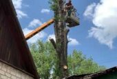 Спил и обрезка деревьев ЛНР 2025