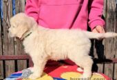 Цуценята золотистого ретрівера Ot Bahur