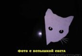 Наклейка Кот на авто Белая светоотражающая , Чёрная