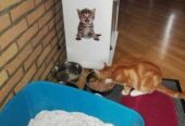 Наклейка котик номер 5 для ванны,  детской комнаты