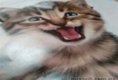 Наклейка котик номер 5 для ванны,  детской комнаты