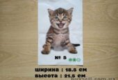Наклейка котик номер 5 для ванны,  детской комнаты