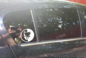Наклейка на авто Питбуль Белая светоотражающая