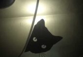 Наклейка на авто Волк,  Кот,  Чёрная