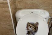 Наклейки котик номер 4 для ванны,  кухни