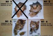 Наклейки котики для детской комнаты