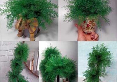 neptunus_stabilizovani_vodorosti_dekor_4033240