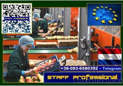 obuhov-niderlandy__rabota_po_sortirovke_fruktov__pod_oformlenie__zh__m__4028618