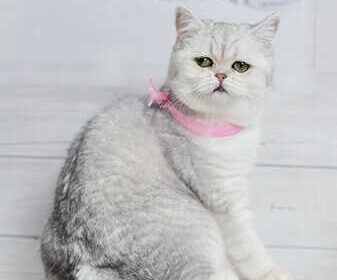 odessa-British_shorthair_silver_shaded_4036467