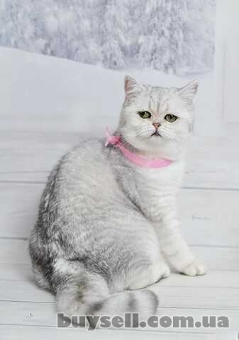 British shorthair silver shaded