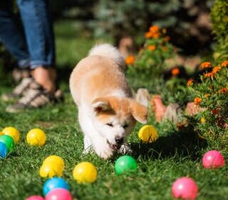 odessa-akita_inu_divchinka_-07__08__2024_4028677