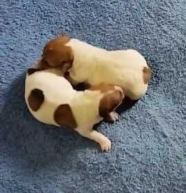 odessa-dzhek_rassel_terer_odesa_schenki_Puppies_Jack_Russell_Terrier_Odessa_4021186
