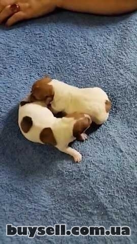 Джек Рассел Тер’єр Одеса,   щенки (Puppies Jack Russell Terrier Odessa