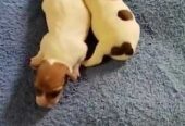Джек Рассел Тер’єр Одеса,   щенки (Puppies Jack Russell Terrier Odessa