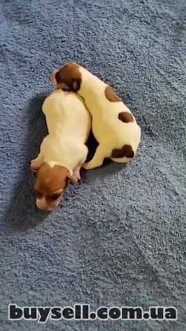 Джек Рассел Тер’єр Одеса,   щенки (Puppies Jack Russell Terrier Odessa