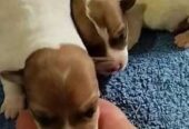Джек Рассел Тер’єр Одеса,   щенки (Puppies Jack Russell Terrier Odessa