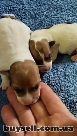 Джек Рассел Тер’єр Одеса,   щенки (Puppies Jack Russell Terrier Odessa