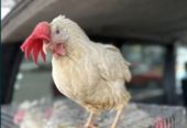 Продам Кури несучки річні білі червоні