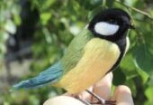 Синица іграшка валяна з шерсті інтерєрна синичка