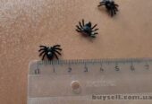 Паучки Чёрные, Белые для хэллоуина прикола пластмассовые 10 шт