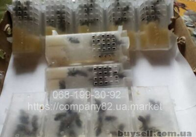 pchyoly__pchelomatki_plodnye_mechenye__pchelopakety_4045457