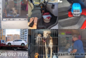 перевозка животных попутным авто с любого города