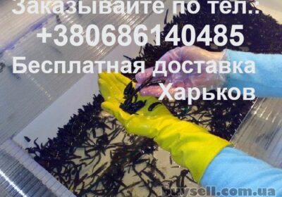 piyavki_medicinskie__dlya_doma_i_professionalov_harkov_i_vsya_ukraina_4055378