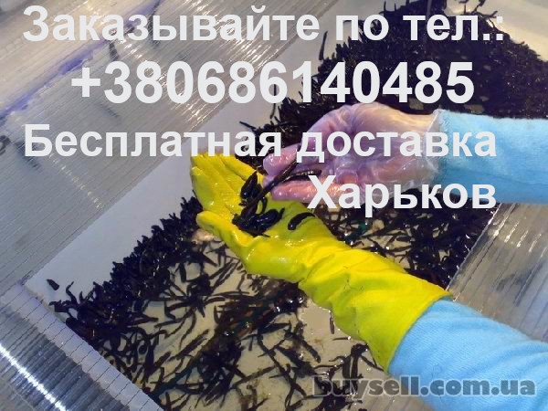 Пиявки медицинские по Харькову и всей Украине