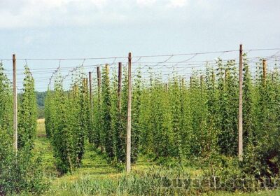 provoloka_dlya_podvyazki_vinogradnikov_2_0-4_0-6_0mm_dlya_pod_4058491