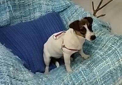 schenki_dzhek_rassel_terer_odessa_Jack_Russell_Terrier_puppies_Odessa_4023920