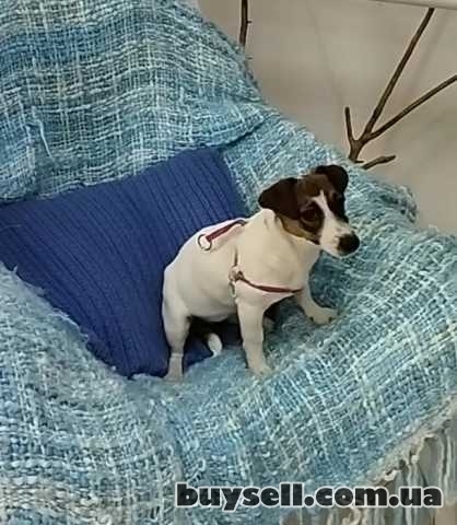 Джек Рассел Терьер Одесса,  (Jack Russell Terrier puppies Odessa