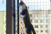 Съемная клетка на окно для кота.  "Броневик" Днепр.