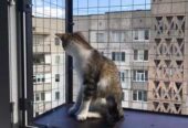Съемная клетка на окно для кота.  "Броневик" Днепр.