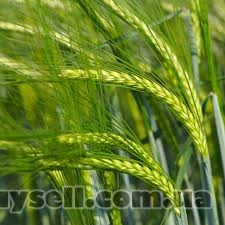 sinelnikovo-nasinnya_yarogo_yachminya_avers__elita_4040117