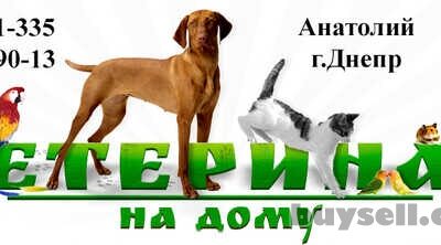 skoraya_veterinarnaya_pomosch__vyzov_veterinara_na_dom_4052908