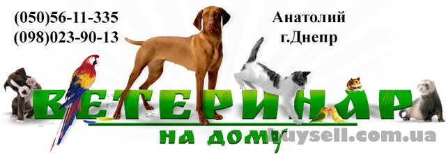 Скорая ветеринарная помощь.  Вызов ветеринара на дом