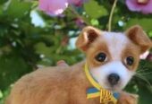 Собака іграшка валяна з шерсті інтерєрна собачка хендмєйд песик