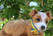 Собака іграшка валяна з шерсті інтерєрна собачка хендмєйд песик