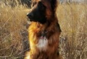 Вушні вставки для  собак