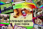 Запрошуємо в клуб собаківництва