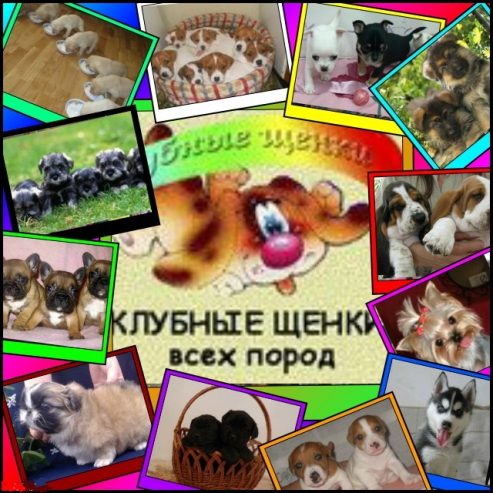 Запрошуємо в клуб собаківництва