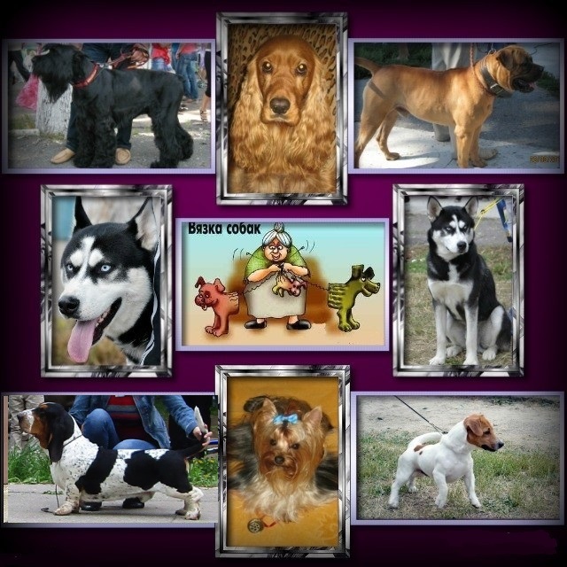 Запрошуємо в клуб собаківництва