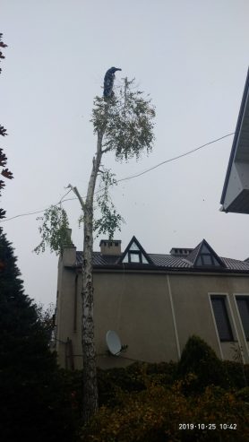 Спилим обрежем деревья, удалим поросли